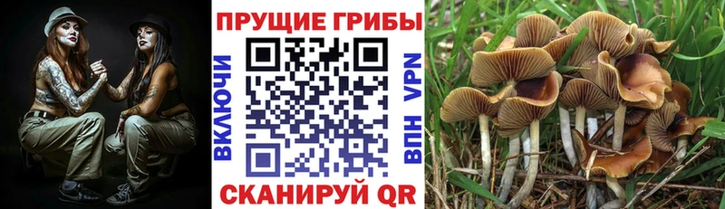 купить наркотик  Суровикино  Псилоцибиновые грибы GOLDEN TEACHER 